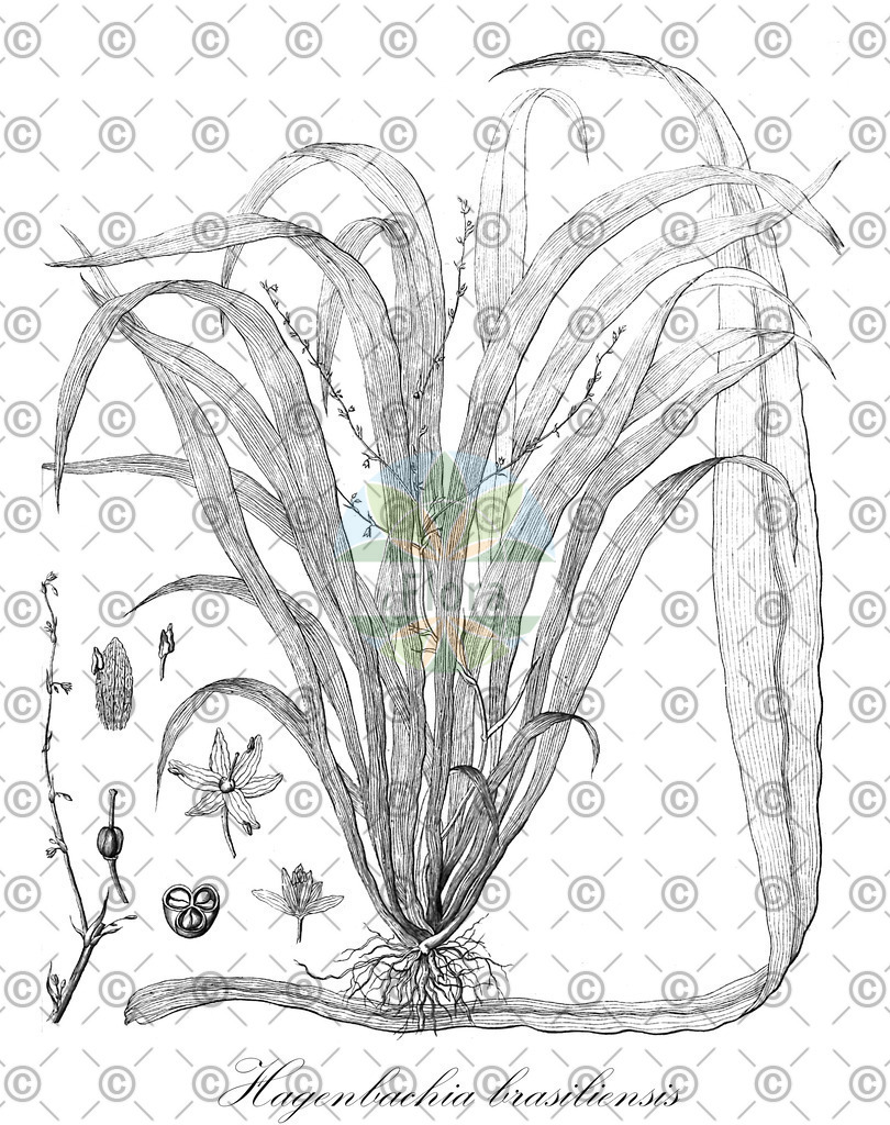 HistAbb_4SN2_1_ENZY_Simple | Historische Abbildung von Hagenbachia brasiliensis - Asparagaceae | Historical Illustration of Hagenbachia brasiliensis - Asparagaceae
