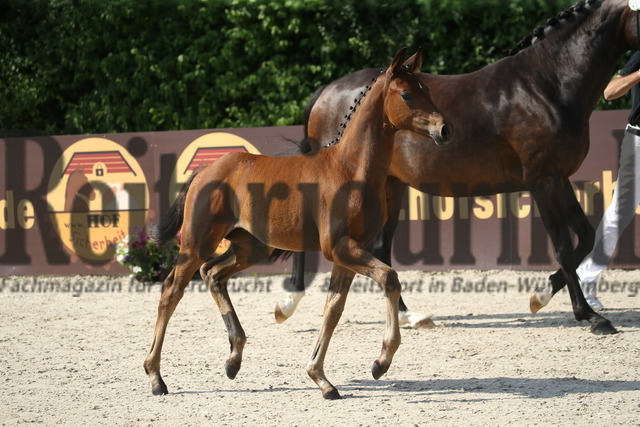 Fohlenprämierung_Weilheim_2022_KN_14 (3) | Alle Fotos der Reiterjournal Fotografin Doris Matthaes im Reiterjournal Online-Fotoshop. - Realisiert mit Pictrs.com