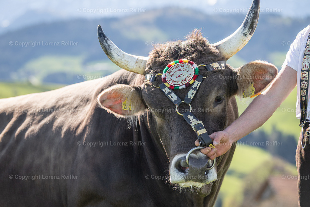 Schwingen -  Lebendpreise Schwägalp 2025 | Schwägalp, 19.4.25, Schwingen - Lebendpreise Schwägalp.