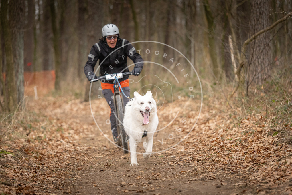 Pfotenfotografie_DV3A7237 | Hundefotografie, Tierfotograf, Pfotenfotografie, Fotoshooting Hund, Hunde Portrait, Hundesport, Hundeportraits, Heideshooting, Hunde, Sportfotograf, Hundefotograf, Turnierhundsport, THS,  - Realisiert mit Pictrs.com