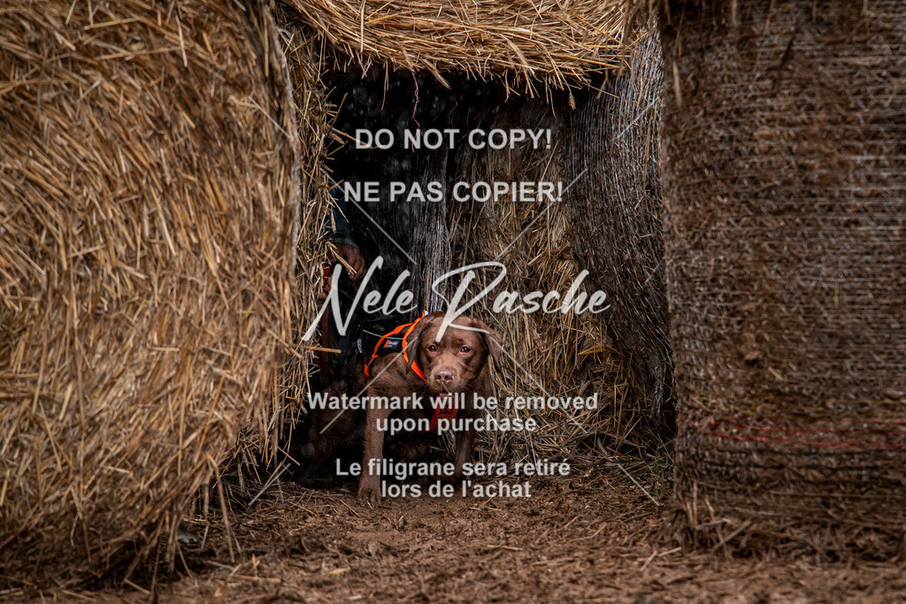 nelerasche_Hunsrück_So09-11_130 | nelerasche