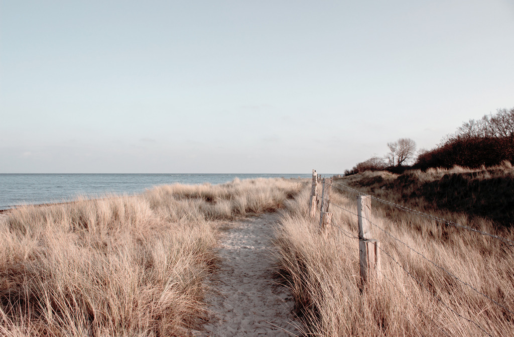Wandbild: Weg durch den Strandhafer am Meer | Dieses  Wandbild im Querformat zeigt einen Weg durch ein Feld aus Strandgras. Auf der rechten Seite befindet sich einige Holzpfähle und auf der linken Seite ist das Meer mit dem Ausblick auf die offene Ostsee zu sehen. Dieses Wandbild hat einen geringen Farbumfang. In der unteren Hälfte erhält das Bild durch den Sand und den Strandhafer einen schönen warmen Beigeton. Der Himmel und das Meer sind pastellartig blau. Einige Bäume und Büsche auf der rechten Seite sind braun. Sie möchten Ihre Wände dezent aber stilvoll und elegant dekorieren? Dann holen Sie sich dieses maritime Wandbild. Es ist auf Leinwand, Aluminium-Platte, Acrylglas oder als Holzdruck erhältlich. Die Wandbilder werden individuell für Sie in vielen Abmessungen produziert. Daher passen die Ostseekult Wandbilder immer perfekt an Ihre Wände. - Realisiert mit Pictrs.com