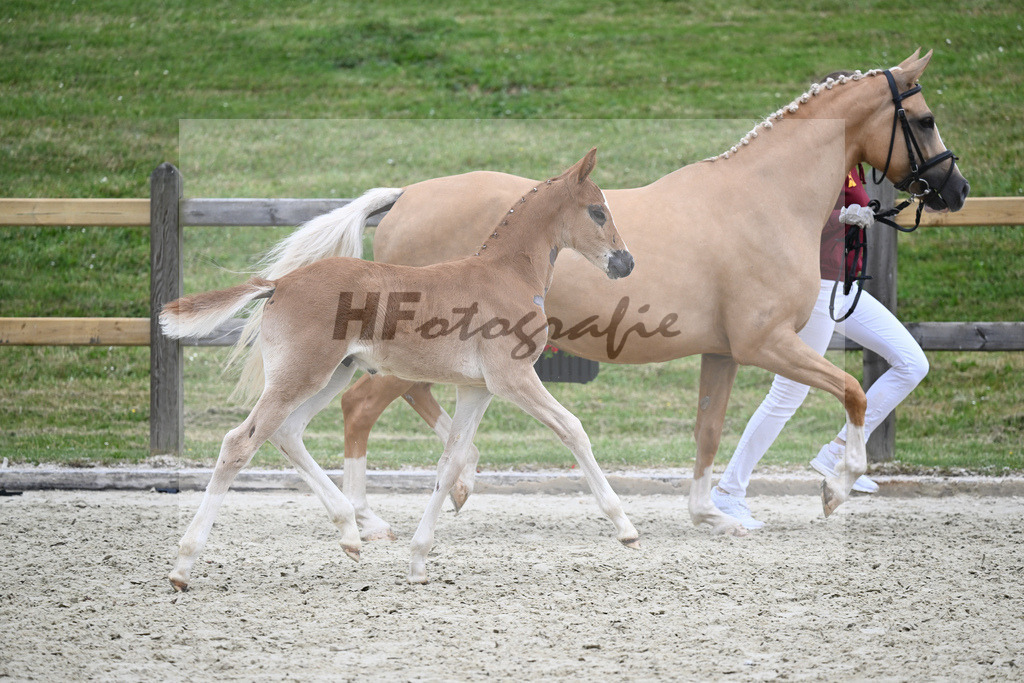 Kat-Nr. 54 HF D-Gold AT_Schober_17231265 | hf-fotografie - Realisiert mit Pictrs.com