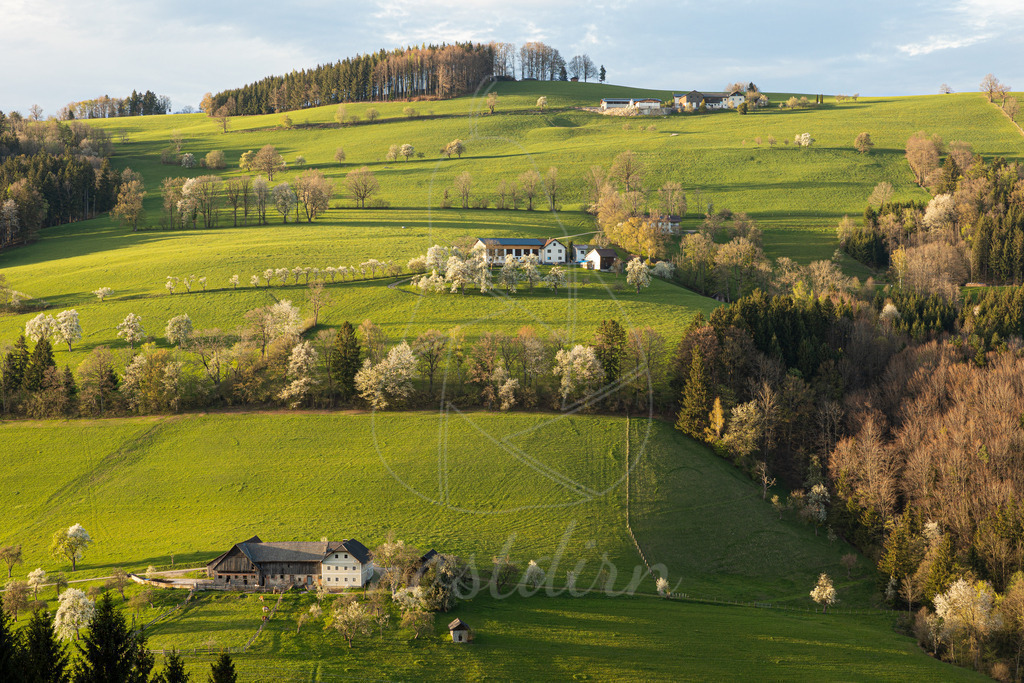 Birnbaumbluete_Mostviertel_2024_Mostdirn_Irmgard_Wieser-8325 | Ihre Fotografin im Lungau, ihre Fotografin im Mostviertel, Wandbilder Onlineshop, Imagefotos für Ihr Unternehmen,  - Realisiert mit Pictrs.com