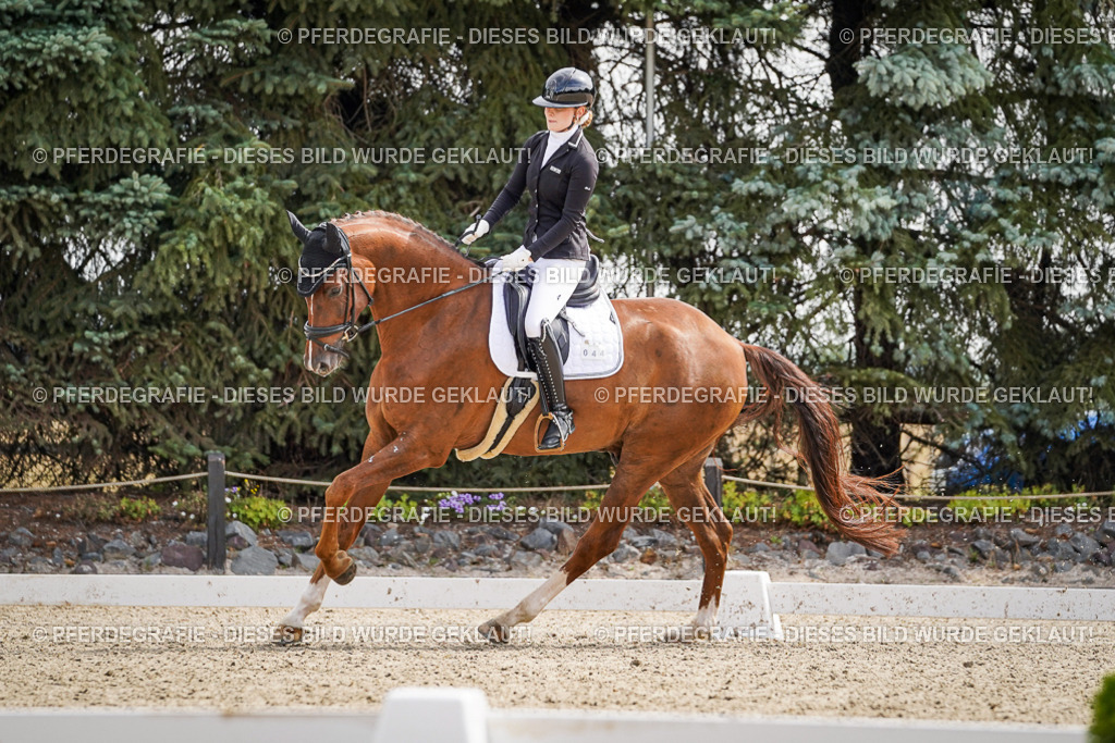 DSC08416 | Pferdegrafie