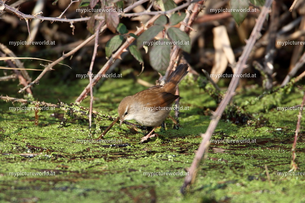 Seidensänger-004 | Das Bilderarchiv über Tiere, Planzen und Landschaften. In der Bilddatenbank finden Sie ein große Auswahl an hochwertigen Bilder für Ihre Werbung - Realisiert mit Pictrs.com