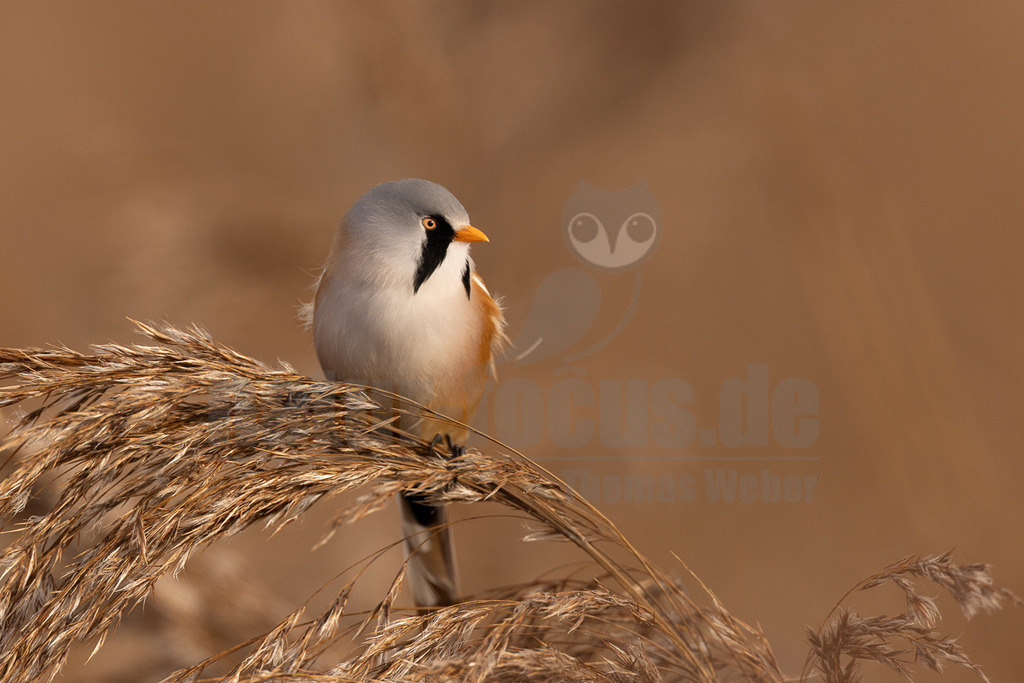 R5NF0894_20241017 | Der Bildershop von www.natur-focus.de bietet ihnen den einfachen Kauf von Bildmaterial per Download aus allen Bereichen der Natur. In den Galerien finden sie Landschaftsfotos, Tierbilder und natürlich auf Pflanzenfotos. - Realisiert mit Pictrs.com