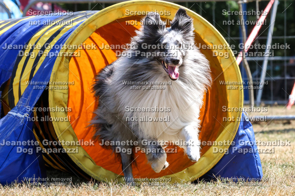 Dog Paparazzi -  Agiltiy Greffen 0826-1087 Kopie | Dog Paparazzi Jeanette Grottendiek Fotografie & Videografie - Realisiert mit Pictrs.com