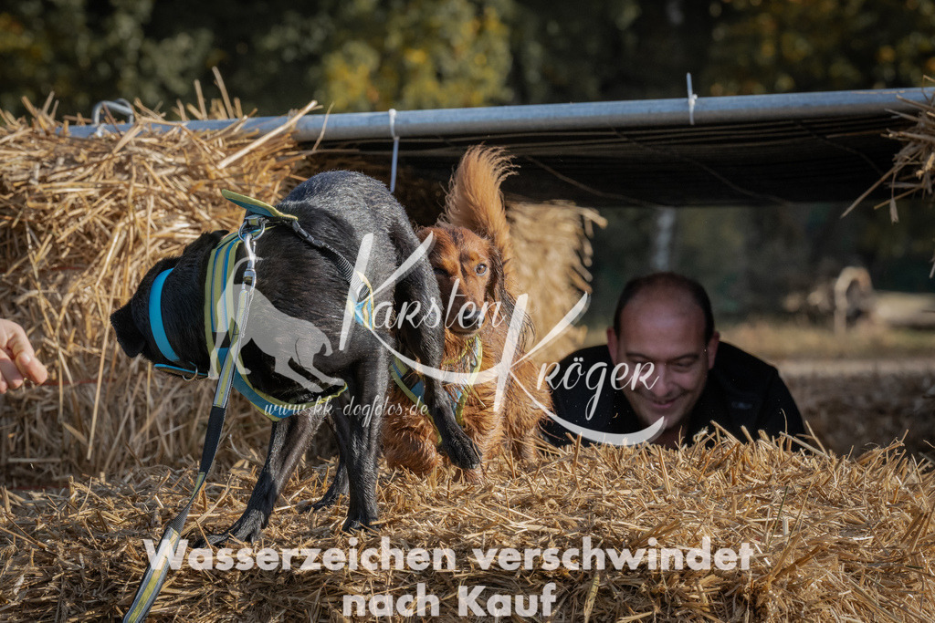 0956_ZZ95613 | kk-dogfotos