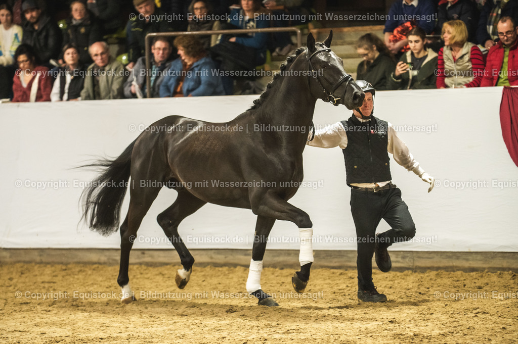 20240302_Hengstvorstellung_Marbach_TOMsPiC_1281 | equistock