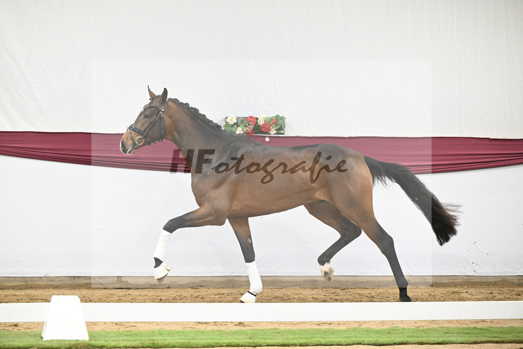 Kat-Nr. 125 Dynamic Dream x Benicio_Horst Schepper_47253729 | hf-fotografie - Realisiert mit Pictrs.com