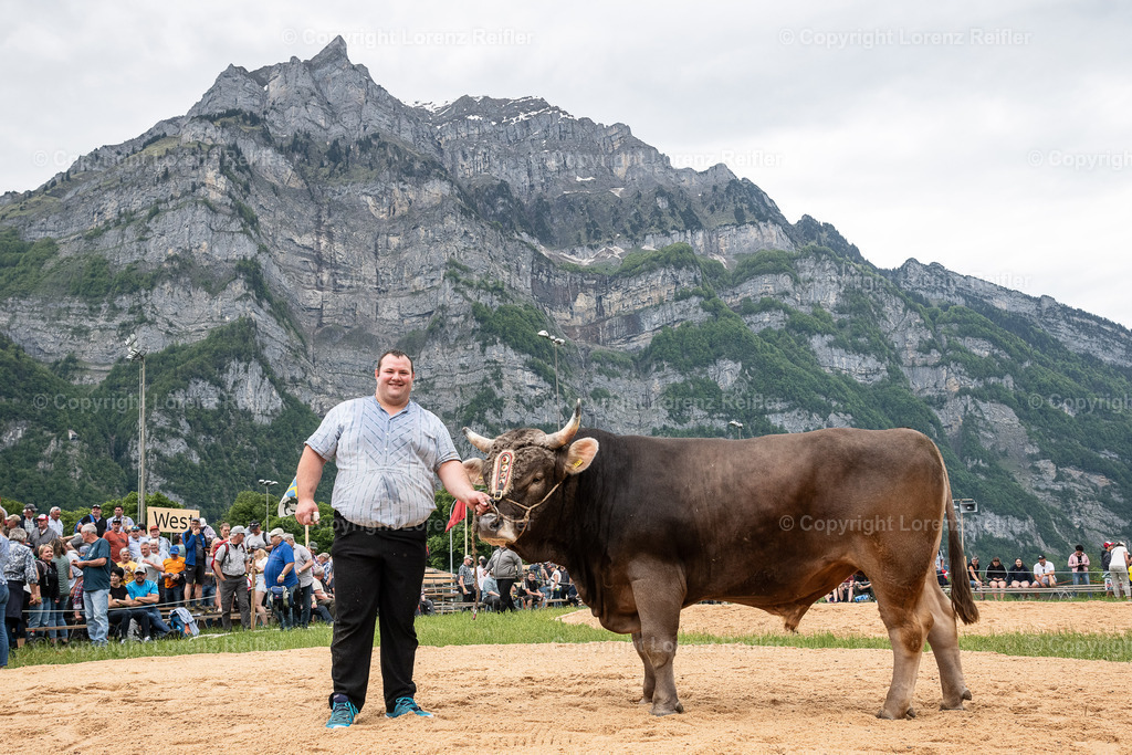 Schwingen -  Glarner Bündner 2024 | Glarus, 20.5.24, Schwingen - Glarner Bündner.