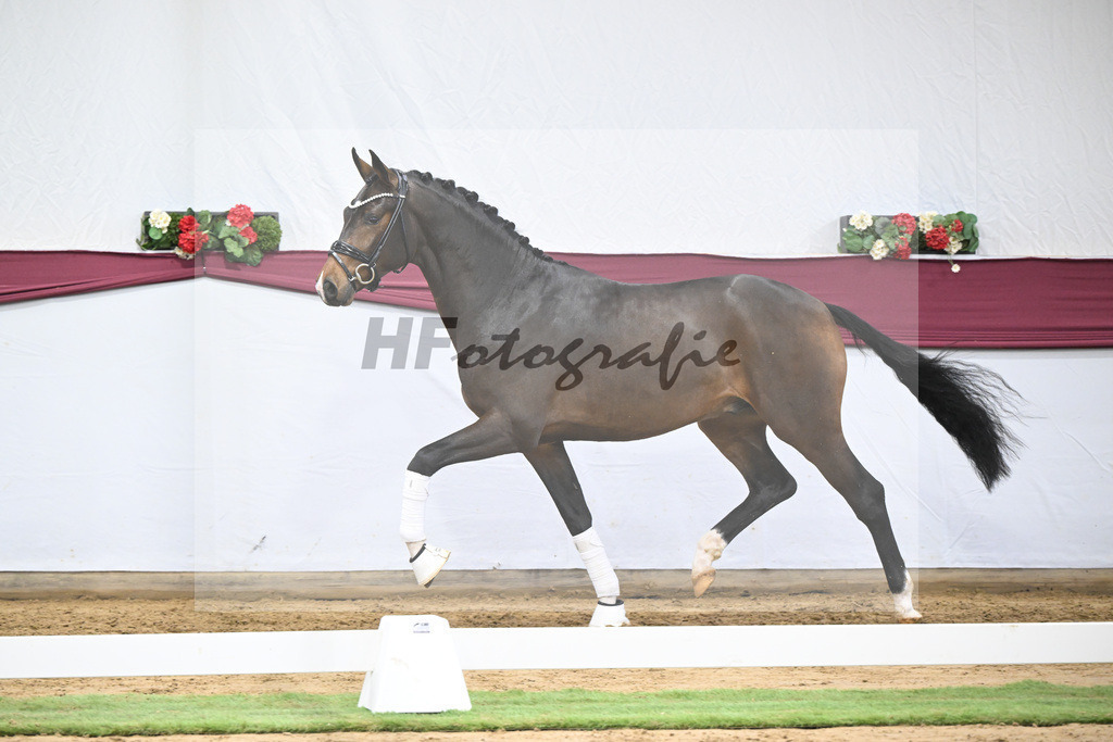 Kat-Nr. 70 Valdiviani x Fuerstenball_Joachim Weil_47252587 | hf-fotografie - Realisiert mit Pictrs.com