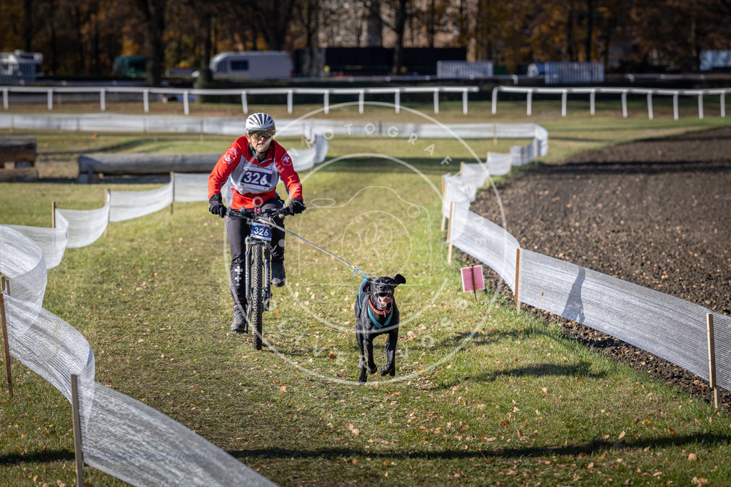 CaniXpix_DV3A6619 | Hundefotografie, Tierfotograf, Pfotenfotografie, Fotoshooting Hund, Hunde Portrait, Hundesport, Hundeportraits, Heideshooting, Hunde, Sportfotograf, Hundefotograf, Turnierhundsport, THS,  - Realisiert mit Pictrs.com