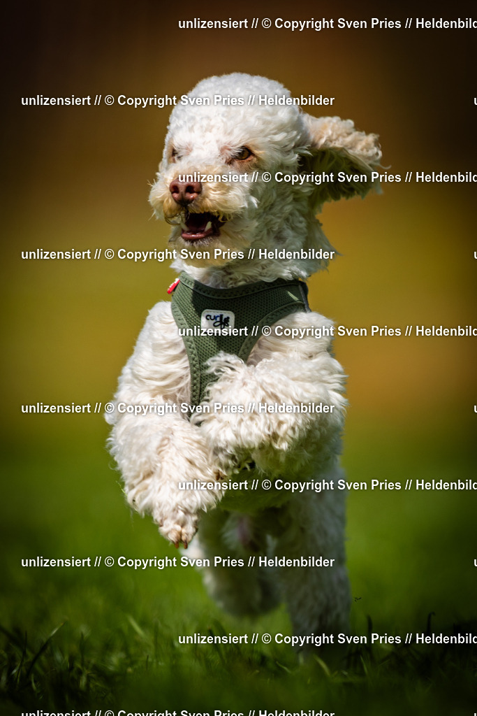 Sven Pries | 2025-04-13 - Hunderennen Baden-Baden - Realisiert mit Pictrs.com