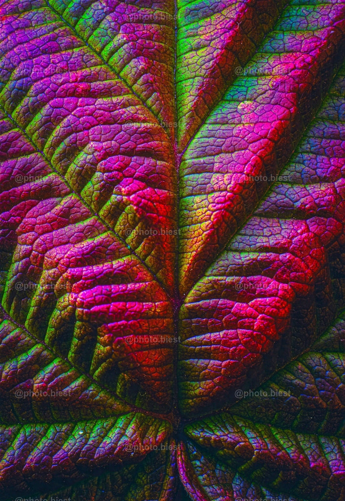Drachenhaut | Eine Nahaufnahme eines Blattes der Wilden Himbeere. Das Blatt leuchtet Herbstfarben. - Realisiert mit Pictrs.com