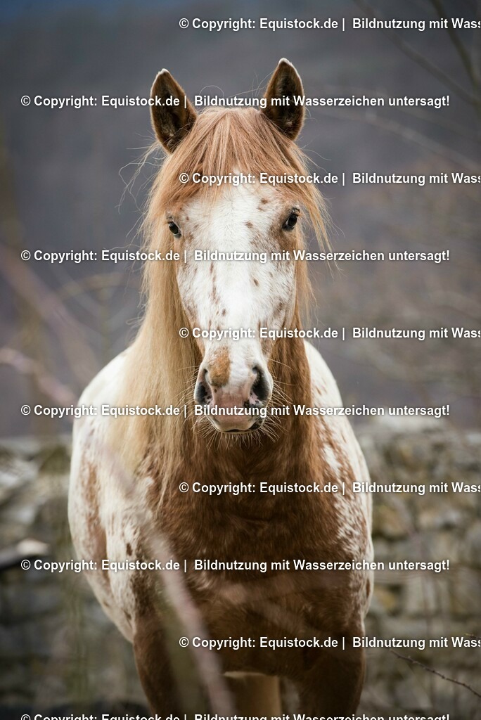 20150405_TOMsPiC_0079 | equistock