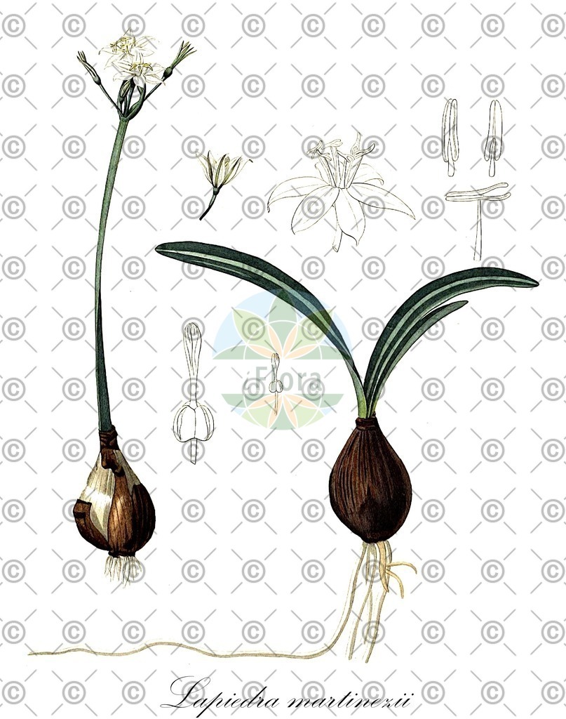 HistAbb_wfo-0001143253_1_ENZY_Simple | Historische Abbildung von Lapiedra martinezii - Amaryllidaceae | Historical Illustration of Lapiedra martinezii - Amaryllidaceae