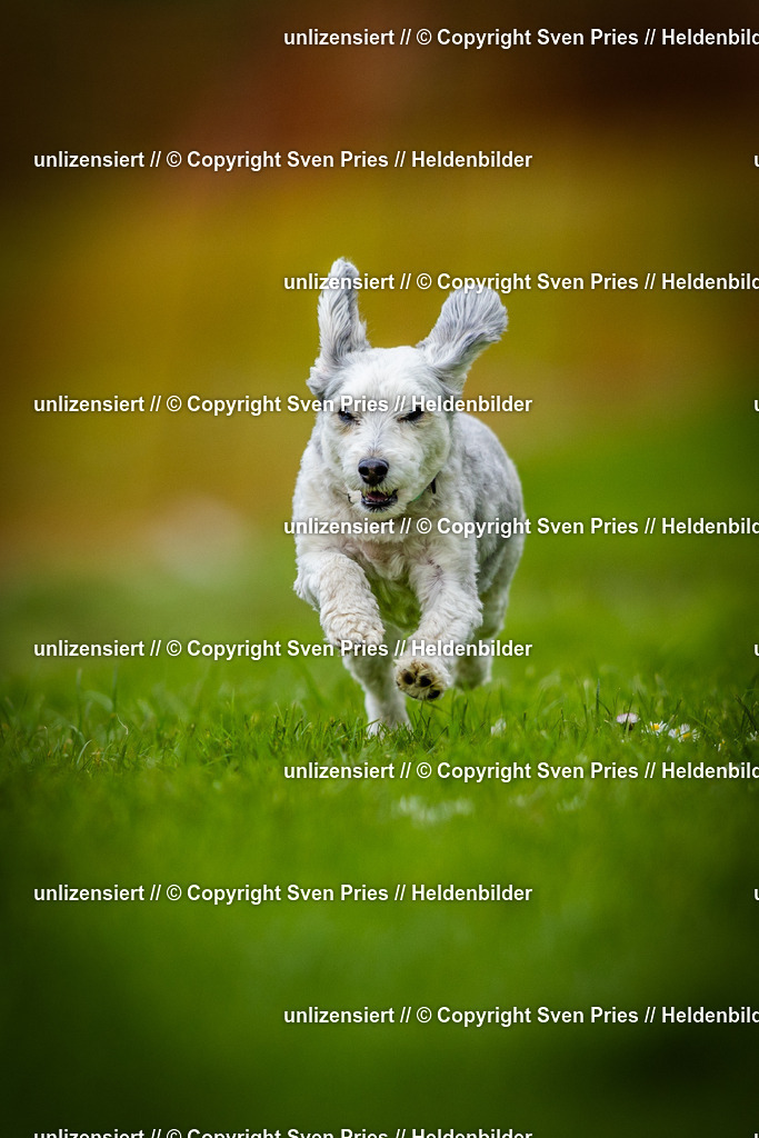 Sven Pries | 2025-04-13 - Hunderennen Baden-Baden - Realisiert mit Pictrs.com