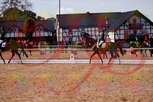 2026_10_03_Siefer-Hof_133145_Z81_86370778 | Professionelle Reitsport-, Turnier- und Eventfotografie von Robert Broda. Galerien mit ausgewählten und bearbeiteten Bildern direkt online ansehen und bestellen.