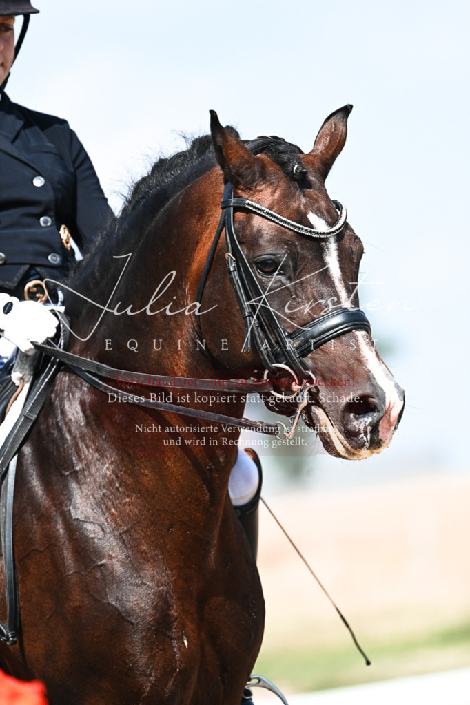 DSC_2946 | Pferde- und Turnierfotografie in Westsachsen. Pferdeportraits, Auftragszeichnungen und intuitive Kunst.