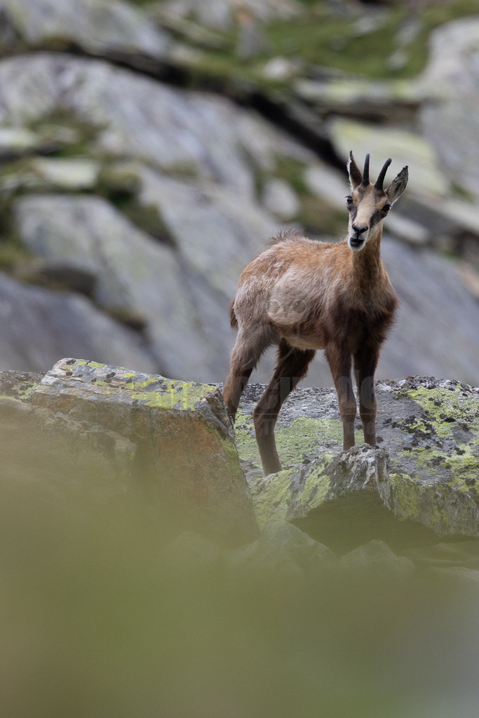 _5NF0877_20250713 | Eine junge Gämse (Rupicapra rupicapra) steht auf einem Felsen, der mit grünem Moos bewachsen ist. Das Tier hat ein braunes Fell und die charakteristischen kurzen, nach hinten gebogenen Hörner. Es blickt aufmerksam mit leicht geöffnetem Maul direkt in die Kamera. Im Hintergrund sind weitere Felsen und eine angedeutete alpine Landschaft zu sehen. Es sind keine spezifischen Interaktionen mit anderen Tieren zu beobachten, die Gämse scheint die Umgebung zu beobachten. - Realisiert mit Pictrs.com