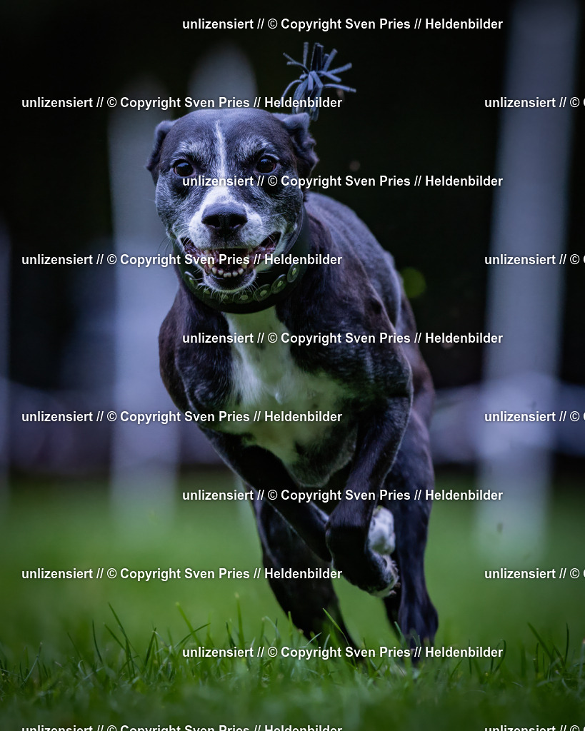 Sven Pries | 2024-10-19 - Hunderennen Ober-Grombach - Realisiert mit Pictrs.com