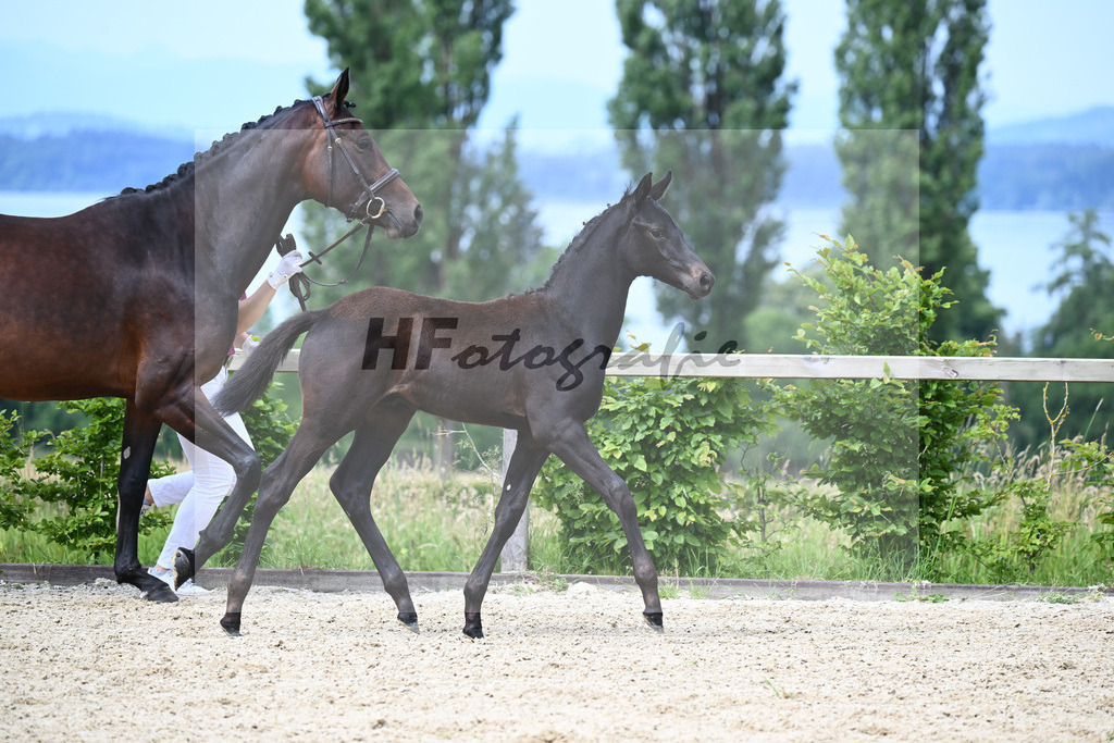 Agamamdon XX x Conthargos_HF_Lehmann_19240112 | hf-fotografie - Realisiert mit Pictrs.com