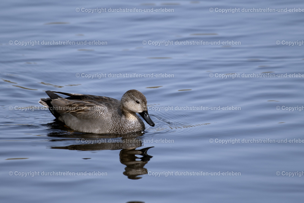 Schnatterente | Eine wenig in Mitteleuropa verbreitete Schnatterente: Diese hier lebt im Naturschutzgebiet Rieselfelder in Münster. A gadwall, a species of duck that is not very common in Central Europe: This one lives in the Rieselfelder nature reserve in Münster. This one lives in the Rieselfelder nature reserve in Münster. This one lives in the Rieselfelder nature reserve in Münster. - Realisiert mit Pictrs.com