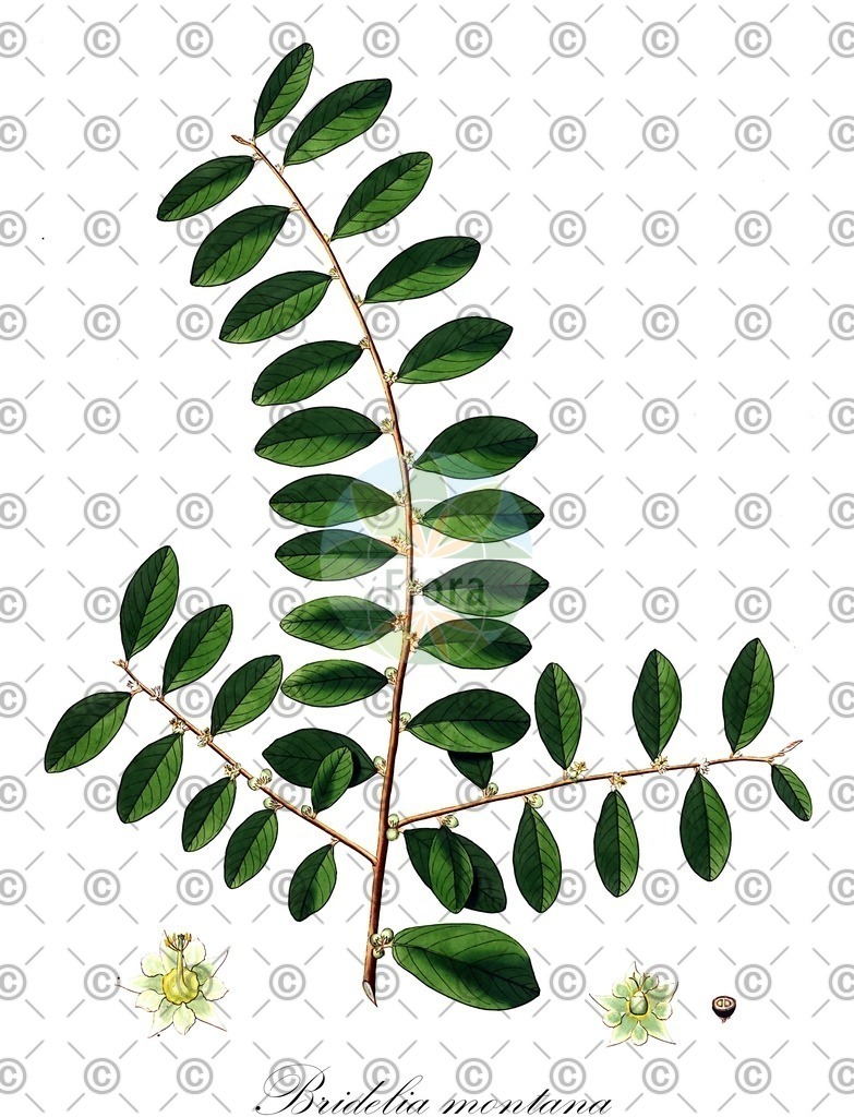 HistAbb_wfo-0000572193_1_ENZY_Simple | Historische Abbildung von Bridelia montana - Phyllanthaceae | Historical Illustration of Bridelia montana - Phyllanthaceae