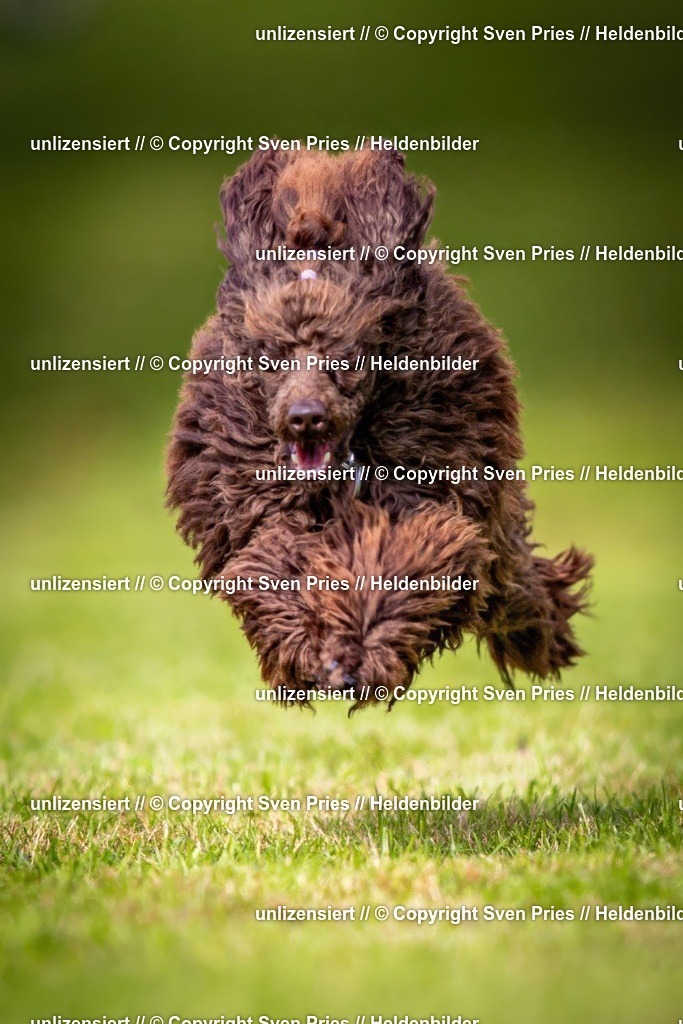 Sven Pries | 2024-09-22 - Hunderennen Baden-BadenPudelverein - Realisiert mit Pictrs.com