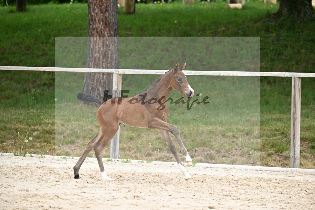 Kat-Nr. 28 SF Donkey Boss x Benetton Dream_Lechl_24260585 | hf-fotografie - Realisiert mit Pictrs.com