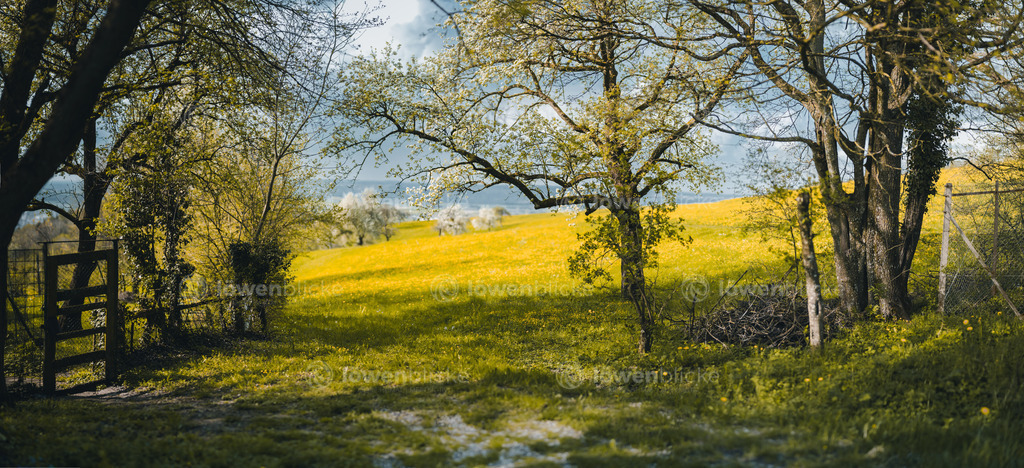 Frühlingswiese auf dem Hohenstaufen | löwenblicke | shop