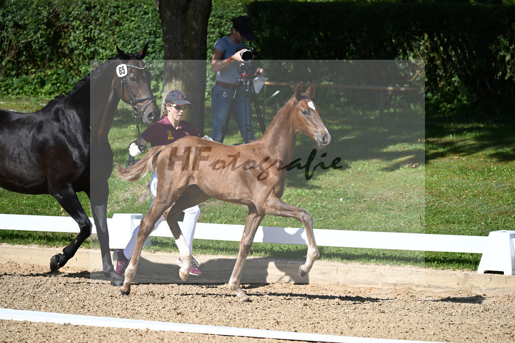 Kat-Nr. 65 HF DSP Va Bene x Don Primero_Straubinger_27230044 | hf-fotografie - Realisiert mit Pictrs.com