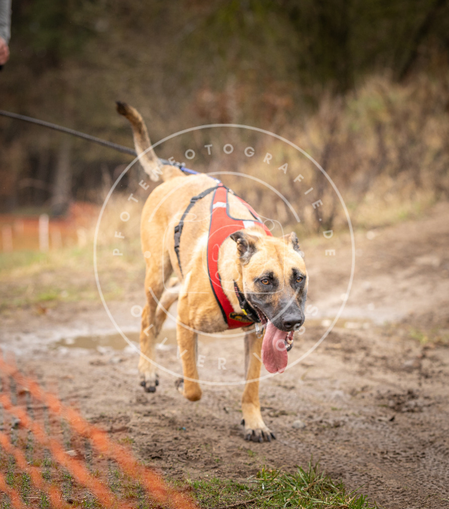 DV3A0355 | Hundefotografie, Tierfotograf, Pfotenfotografie, Fotoshooting Hund, Hunde Portrait, Hundesport, Hundeportraits, Heideshooting, Hunde, Sportfotograf, Hundefotograf, Turnierhundsport, THS,  - Realisiert mit Pictrs.com