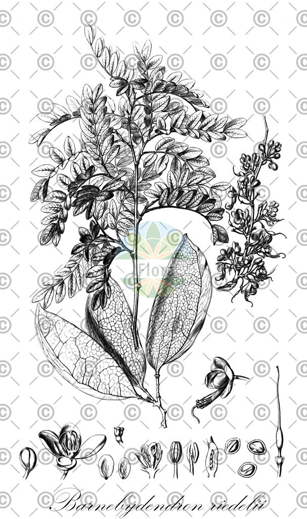 HistAbb_wfo-0000774825_1_ENZY_Simple | Historische Abbildung von Barnebydendron riedelii - Fabaceae | Historical Illustration of Barnebydendron riedelii - Fabaceae