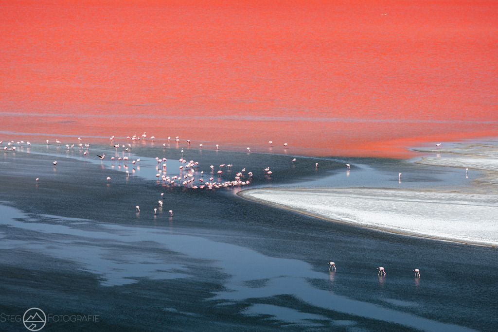 Flamingos an der Lagune | Sie fasziniert die Schweizer Natur und Bergwelt genau so wie mich? Auf www.steg-fotografie.ch findest du sicher ein passendes Bild von Landschaften, Tieren oder dem Nachthimmel für deine Wohnung. Jetzt als Wandbild, Abzug, Karte oder Download bestellen. - Realisiert mit Pictrs.com