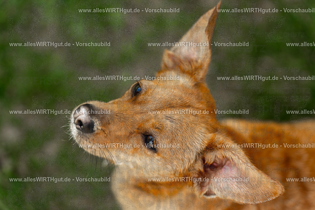 Hundeschwimmen_Volksbad_2026-allesWIRTHgut_Tierfotografie-2609061203-111354-7R500129 | Professionelle Tierfotografie in Mönchengladbach von Daniel Wirth (allesWIRTHgut). Liebevolle & natürliche Bilder von Hunden & Katzen für unvergessliche Erinnerungen.