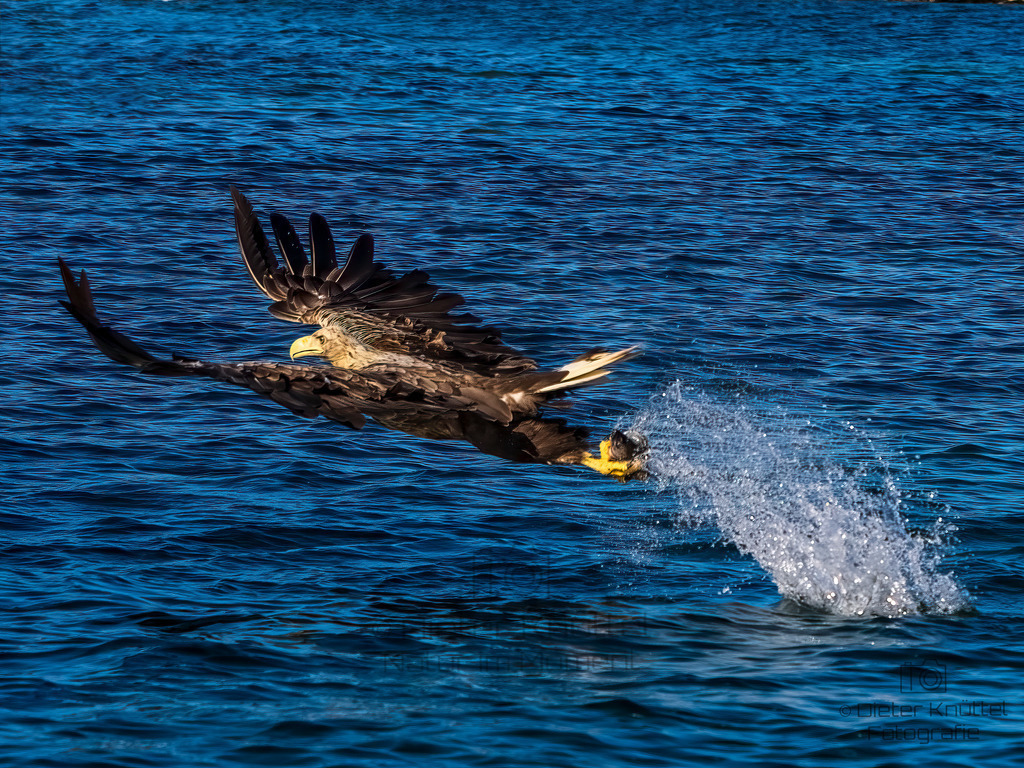 Weißschwanz Seeadler mit Fisch | Der Weißschwanz Seeadler hat seine Beute gepackt und fliegt davon 
Svolvaer, Lofoten Norwegen - Realisiert mit Pictrs.com