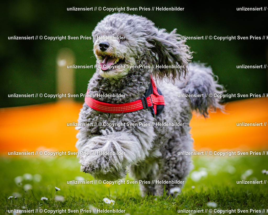 Sven Pries | 2025-05-29 - Pudelrennen KA-Durlach - Realisiert mit Pictrs.com