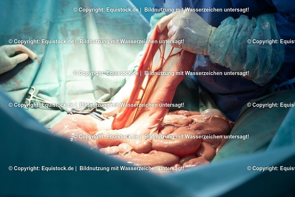 20191022_Kolik_OP_0085 | equistock