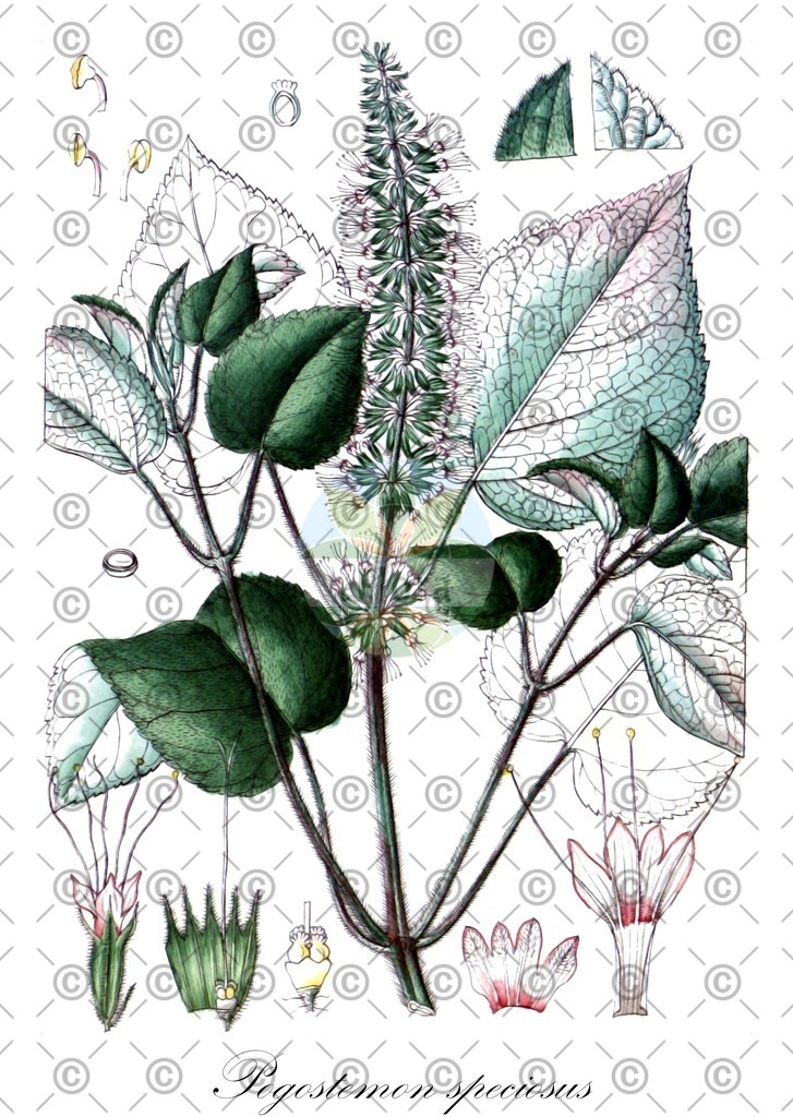 HistAbb_wfo-0001157920_1_ENZY_Simple | Historische Abbildung von Pogostemon speciosus - Lamiaceae | Historical Illustration of Pogostemon speciosus - Lamiaceae
