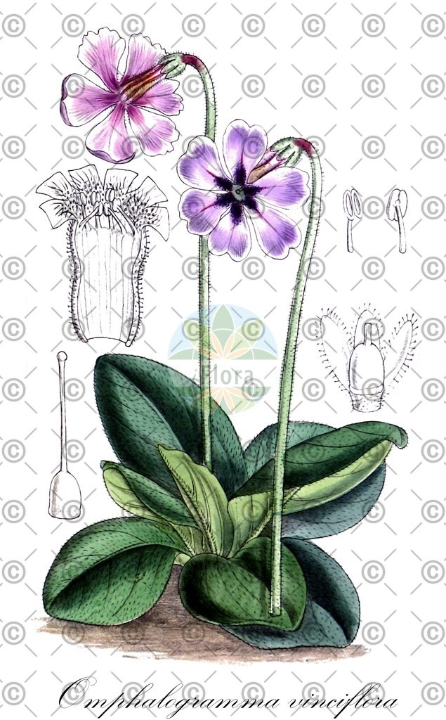 HistAbb_wfo-0001074874_1_ENZY_Simple | Historische Abbildung von Omphalogramma vinciflora - Primulaceae | Historical Illustration of Omphalogramma vinciflora - Primulaceae