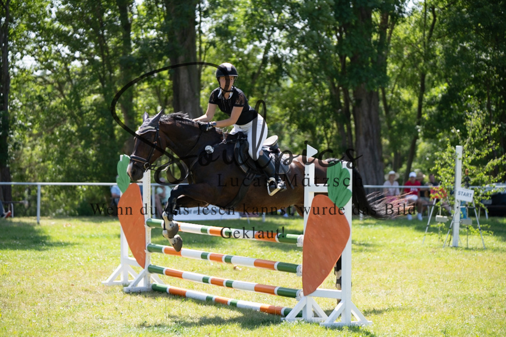 A7V06293 | Pferdefotograf