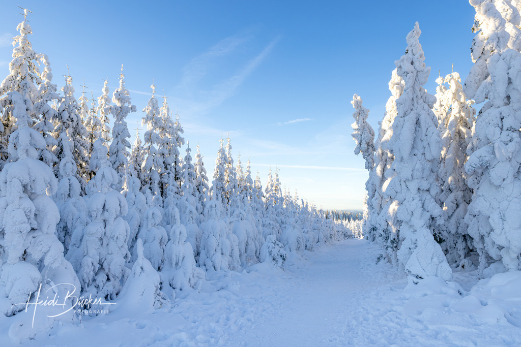 Winterwald auf dem Kahlen Asten | Winterwald auf dem Kahlen Asten bei Winterberg - Realisiert mit Pictrs.com
