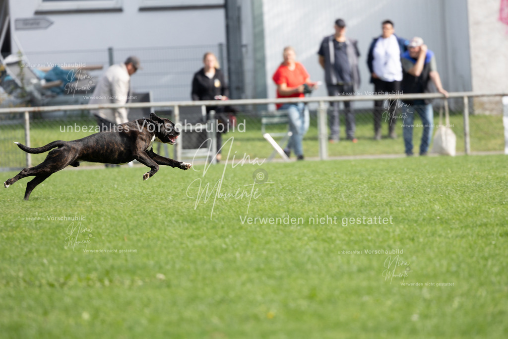 _16A5442 | Einzigartige Fotos von Hunden & Menschen –Actionfotos, Portraits, Vereinsaufnahmen & Paarshootings – authentisch, lebendig & mit Herz.