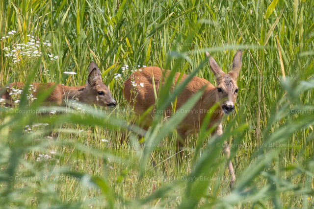 201710 | Tierfotografie, Tierkalender, Tierbilder, Insekten, Spinnen, Vögel, Schmetterling, Libellen, Leinwand, Colorkey, Qualität, Geschenkartikel, Geschenk - Realisiert mit Pictrs.com