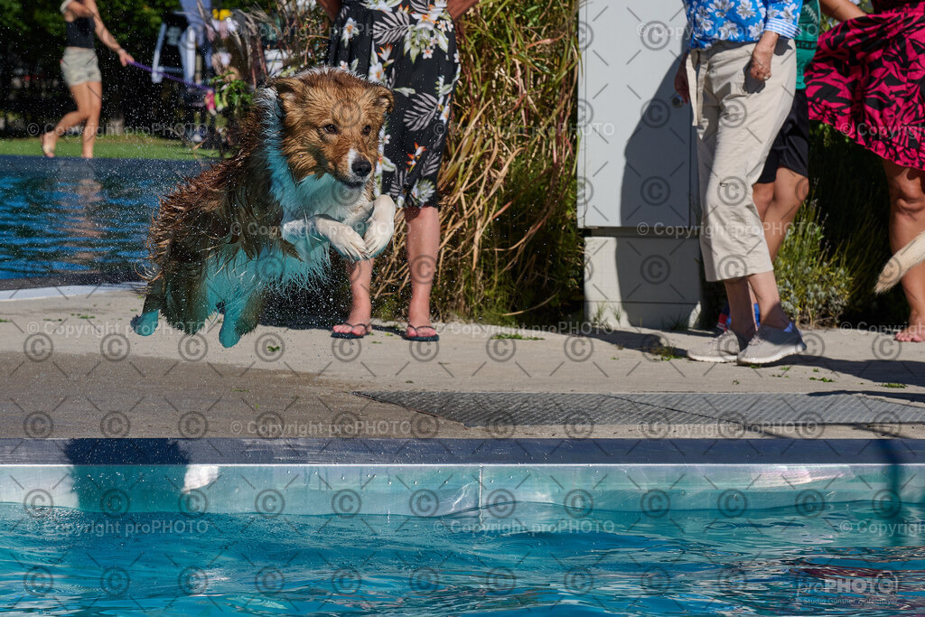 236_202509_4Hundebadetag_NZ9_2926 | proPHOTO - Realisiert mit Pictrs.com