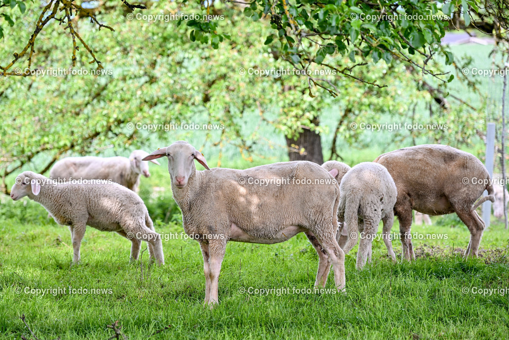 Bauernhof_ Landwirtschaft_ 08.05.2024-2 | 08.05.2024, Thening, AUT, Landwirtschaft, Bauernhof, im Bild Schafe, Schaf, Lamm, Bock, Tiere, Nutztiere, Freilandhaltung