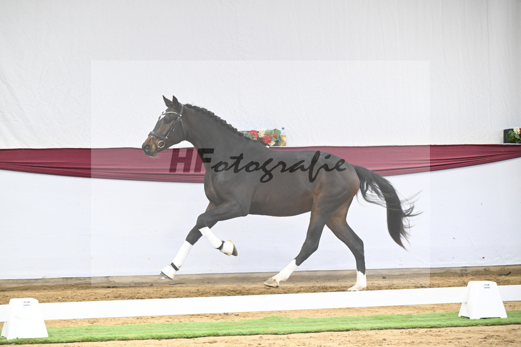 Kat-Nr. 28 Vidar x Zoom_Willi Schneider_47250933 | hf-fotografie - Realisiert mit Pictrs.com